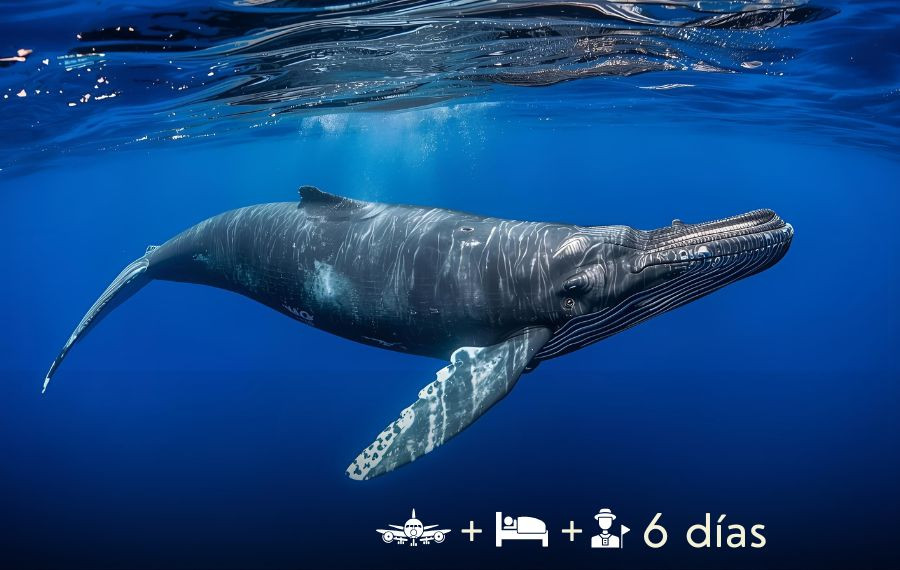 copy of LA PAZ CON BALLENAS